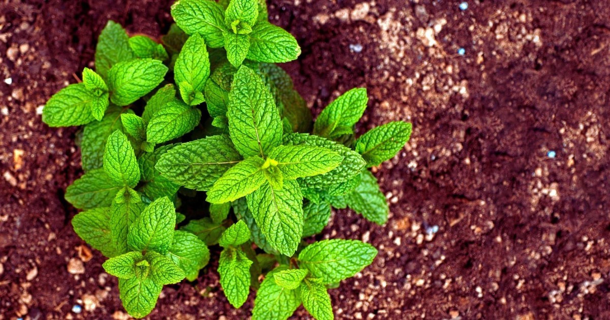 Combatti la stanchezza e lo stress con l'olio essenziale di menta piperita